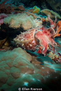 Cuttlefish on Wakatobi Reef - Canon T2i in Nauticam; Zen ... by Ellen Rierson 